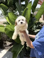 Kevin, a male Cavapoo for sale in Chino, CA – 2 of 2