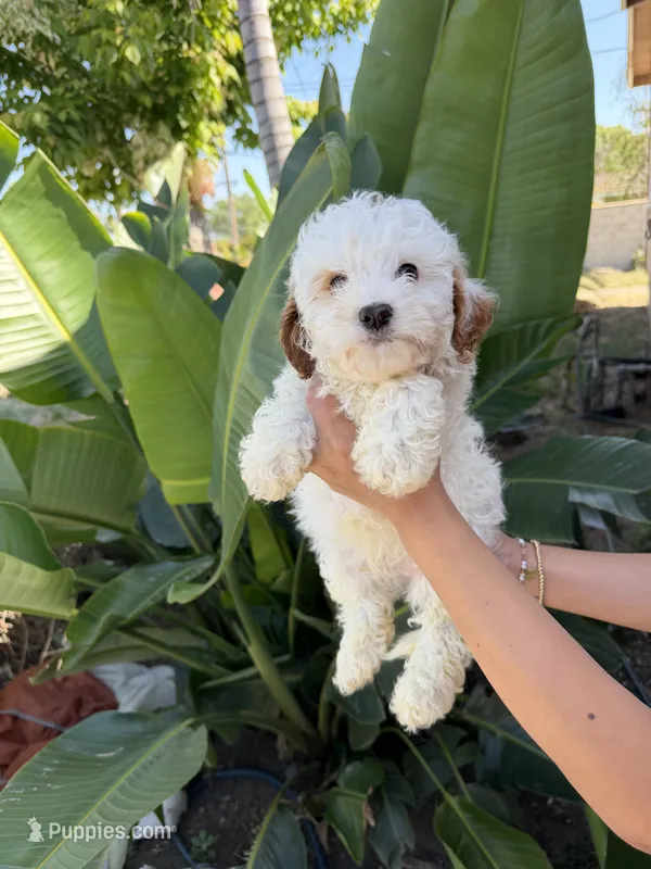 Kevin – Cavapoo puppy for sale in Chino, CA