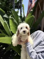 Patch, a male Cavapoo for sale in Chino, CA – 1 of 2