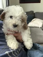 Patch, a male Cavapoo for sale in Chino, CA – 2 of 2