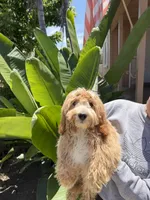 Rosie, a female Cavapoo for sale in Chino, CA – 2 of 2