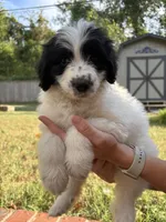 Cookie, a female Pyredoodle for sale in Broken Arrow, OK – 2 of 5