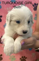 Beth, a female Pyredoodle for sale in Broken Arrow, OK – 4 of 4