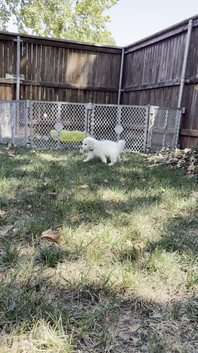 Holly, a female Pyredoodle for sale in Broken Arrow, OK – 3 of 4