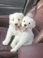 Beth, a female Pyredoodle for sale in Broken Arrow, OK – 3 of 4