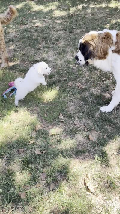 Holly, a female Pyredoodle for sale in Broken Arrow, OK – 4 of 4