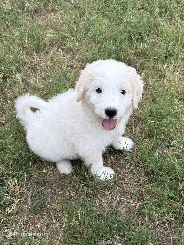 Holly – Pyredoodle puppy for sale in Broken Arrow, OK
