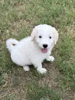 Holly, a female Pyredoodle for sale in Broken Arrow, OK – 1 of 4