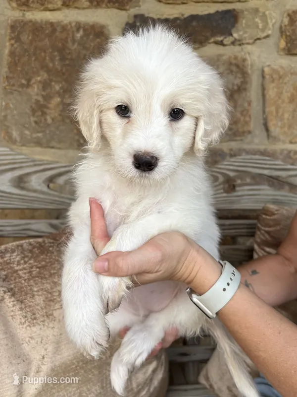Beth – Pyredoodle puppy for sale in Broken Arrow, OK
