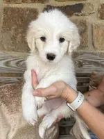 Beth, a female Pyredoodle for sale in Broken Arrow, OK – 1 of 4