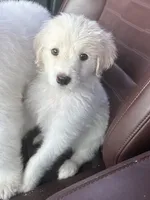 Beth, a female Pyredoodle for sale in Broken Arrow, OK – 2 of 4