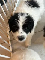 Cookie, a female Pyredoodle for sale in Broken Arrow, OK – 4 of 5