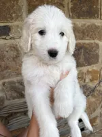 Holly, a female Pyredoodle for sale in Broken Arrow, OK – 2 of 4