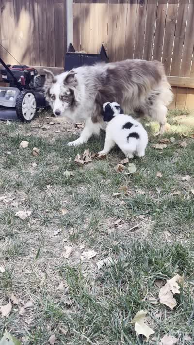 Cookie, a female Pyredoodle for sale in Broken Arrow, OK – 5 of 5