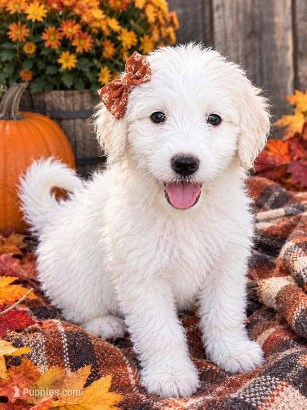 Holly – Pyredoodle puppy for sale in Broken Arrow, OK