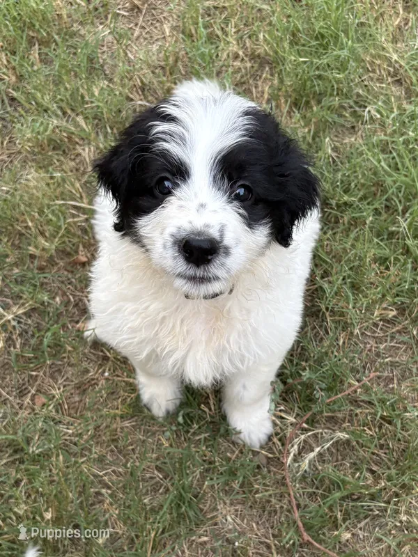 Cookie – Pyredoodle puppy for sale in Broken Arrow, OK