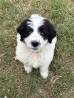 Cookie, a female Pyredoodle for sale in Broken Arrow, OK – 1 of 5