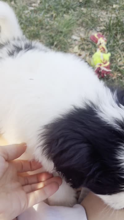 Cookie, a female Pyredoodle for sale in Broken Arrow, OK – 3 of 5