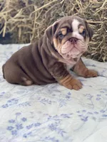 Kisses , a female English Bulldog for sale in Tampa, FL – 8 of 8
