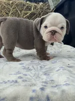 Cillian , a male English Bulldog for sale in Tampa, FL – 2 of 7