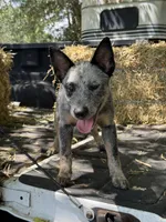 Daniel , a male Australian Cattle Dog for sale in Tampa, FL – 6 of 6