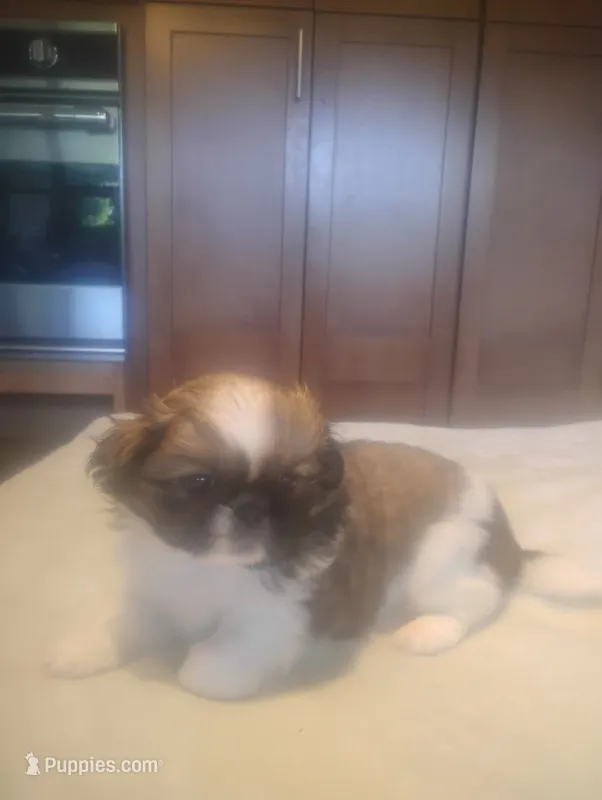 Daphne  – Pekingese puppy for sale in Tampa, FL