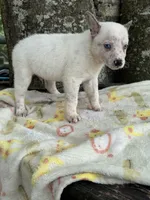 Bear , a male Australian Cattle Dog for sale in Tampa, FL – 4 of 4