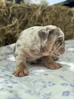 Athena, a female English Bulldog for sale in Tampa, FL – 9 of 10
