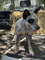 Daniel , a male Australian Cattle Dog for sale in Tampa, FL – 5 of 6