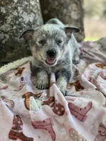 Sincerlee, a female Australian Cattle Dog for sale in Tampa, FL – Photo 3 of 5