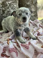 Sincerlee, a female Australian Cattle Dog for sale in Tampa, FL – Photo 2 of 5