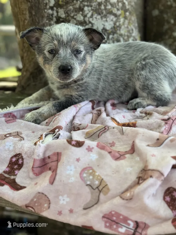 Sincerlee – Australian Cattle Dog puppy for sale in Tampa, FL