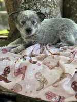 Sincerlee, a female Australian Cattle Dog for sale in Tampa, FL – Photo 1 of 5