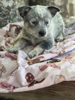 Sincerlee, a female Australian Cattle Dog for sale in Tampa, FL – Photo 5 of 5