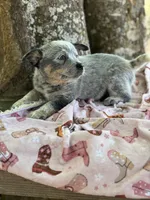 Sincerlee, a female Australian Cattle Dog for sale in Tampa, FL – Photo 4 of 5