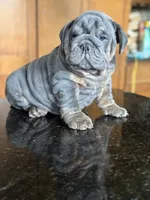 Benny, a male English Bulldog for sale in Tampa, FL – 4 of 5