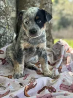 Shine , a female Australian Cattle Dog for sale in Tampa, FL – Photo 4 of 6