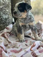 Shine , a female Australian Cattle Dog for sale in Tampa, FL – Photo 2 of 6