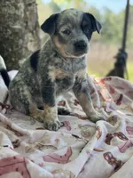 Shine , a female Australian Cattle Dog for sale in Tampa, FL – Photo 3 of 6