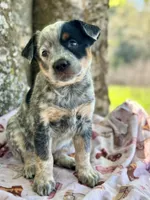 Shine , a female Australian Cattle Dog for sale in Tampa, FL – Photo 5 of 6