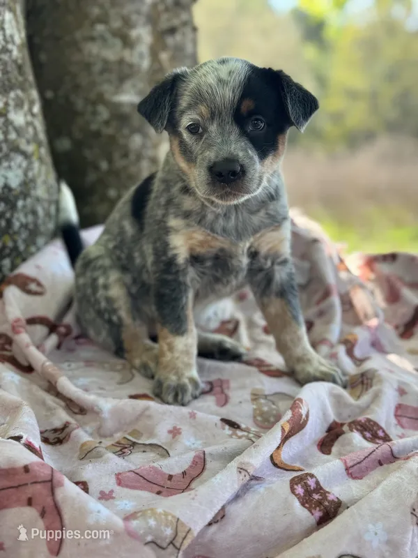 Shine  – Australian Cattle Dog puppy for sale in Tampa, FL