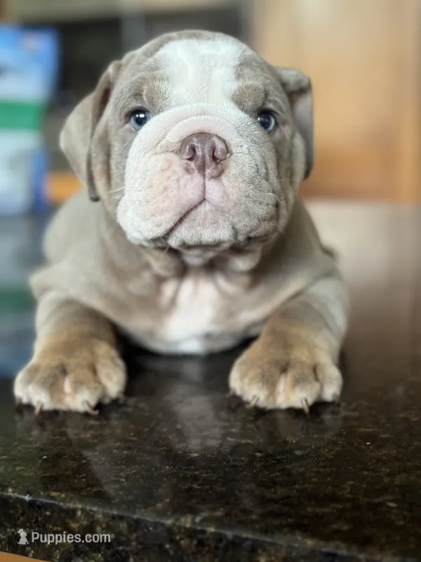 Alfredo, a male English Bulldog for sale in Tampa, FL – 1 of 4