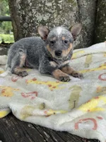 Foxy , a female Australian Cattle Dog for sale in Tampa, FL – 2 of 3