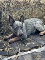 Clint , a male Australian Cattle Dog for sale in Tampa, FL – 5 of 5