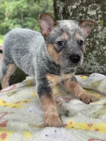Dean, a male Australian Cattle Dog for sale in Tampa, FL – 3 of 4