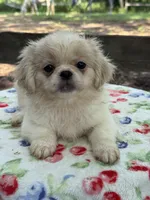 Teddy , a male Pekingese for sale in Tampa, FL – 3 of 8