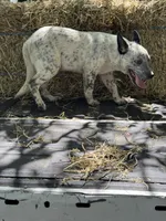 Hoss, a male Australian Cattle Dog for sale in Tampa, FL – 4 of 6