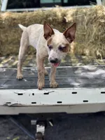 Scarlett, a female Australian Cattle Dog for sale in Tampa, FL – 3 of 7