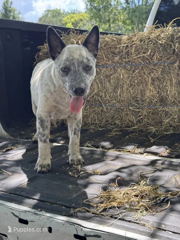 Hoss – Australian Cattle Dog puppy for sale in Tampa, FL