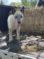 Hoss, a male Australian Cattle Dog for sale in Tampa, FL – 1 of 6